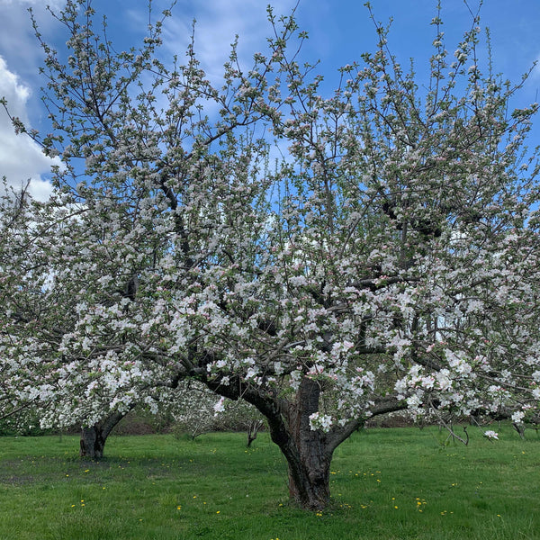Apple Blossom + Bees | Napkins