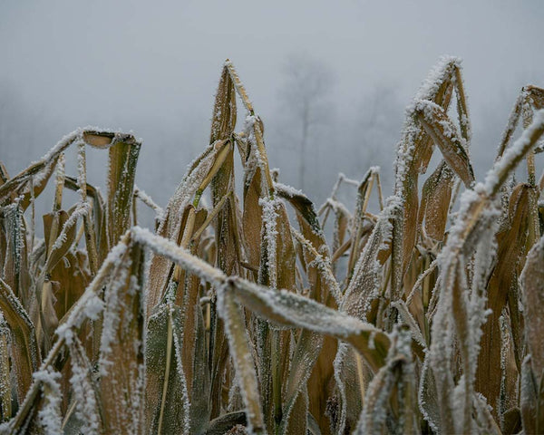 Held in the Field | Napkins
