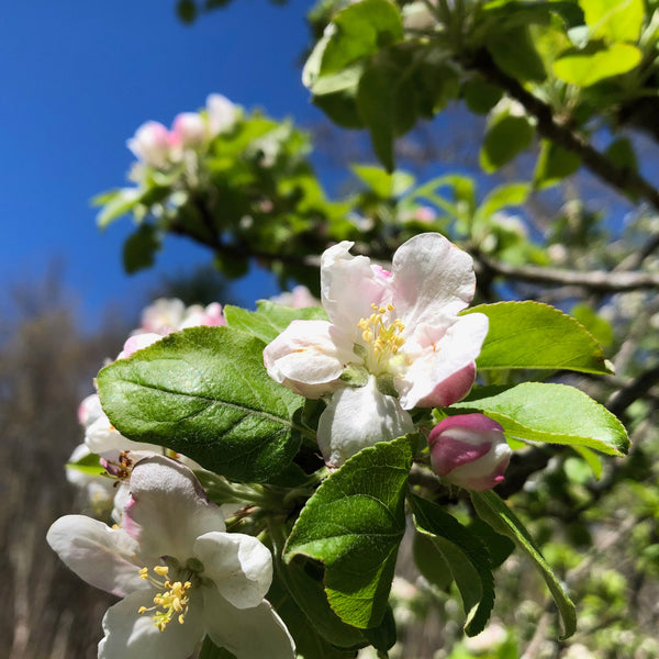 Apple Blossom + Bee Tea Towels