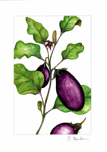 Kitchen Garden  Collection