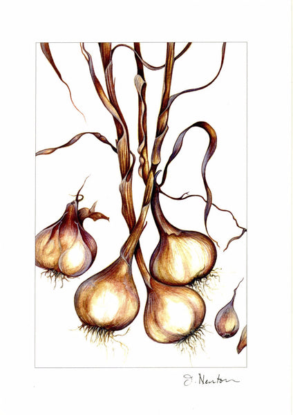 Garlic