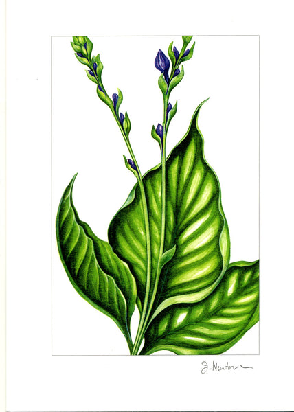 Hosta