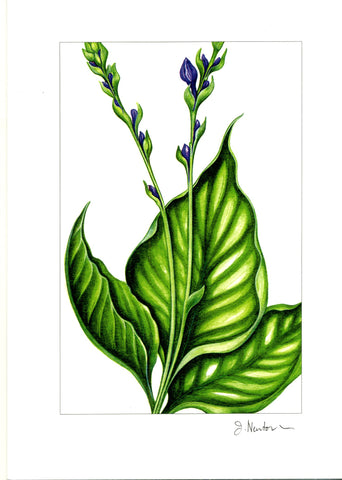 Hosta