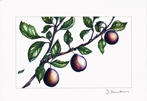 Bird + Fruit Collection