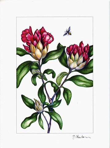 Rhododendron