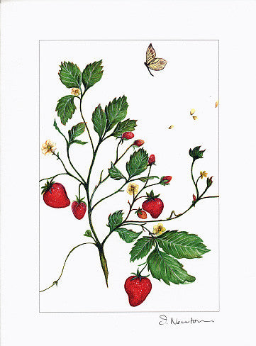 Strawberry