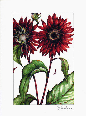 Chianti Sunflower