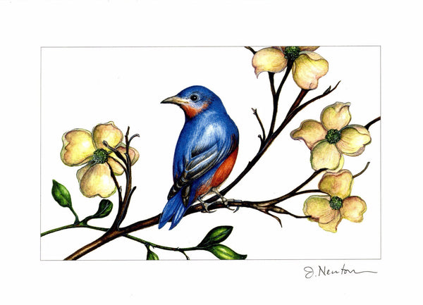 Bird + Fruit Collection