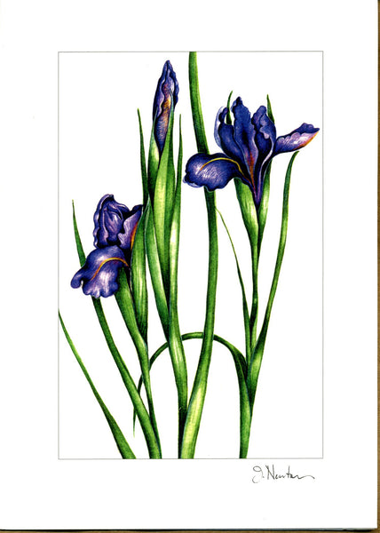 Siberian Iris
