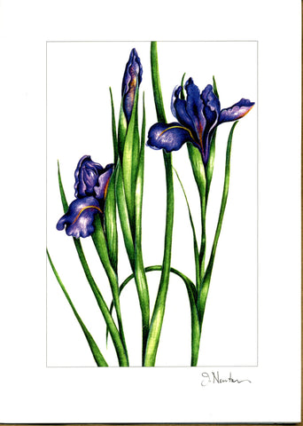 Siberian Iris