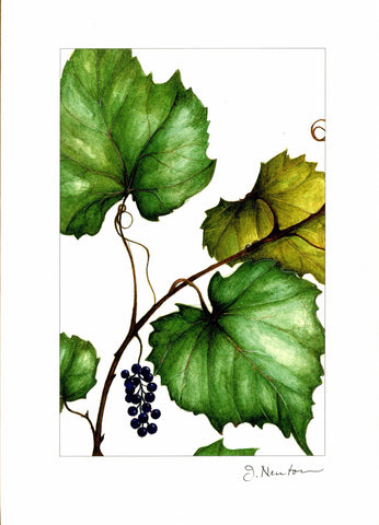 Native Grape