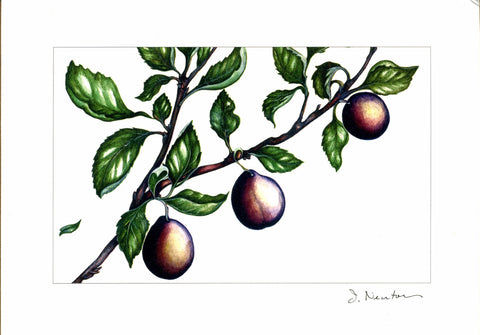 Plum