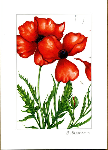 Poppy