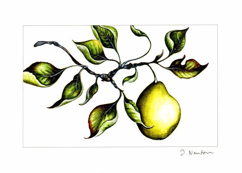 Bartlett Pear