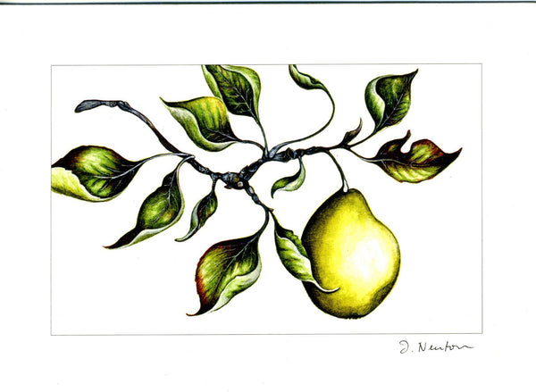 Bird + Fruit Collection